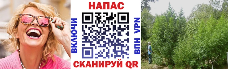 где можно купить   Андреаполь  Канабис Amnesia 